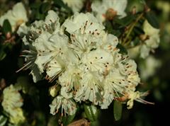R.chryseum